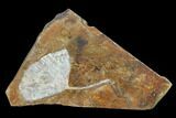 2.9" Fossil Ginkgo Leaf From North Dakota - Paleocene - #130457-1